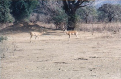 Zambezi