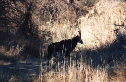 Matobo